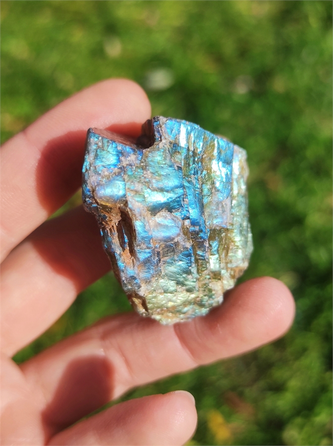 Лабрадор 24900 - фото 71445