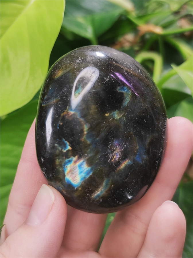 Лабрадор 24312 - фото 71898