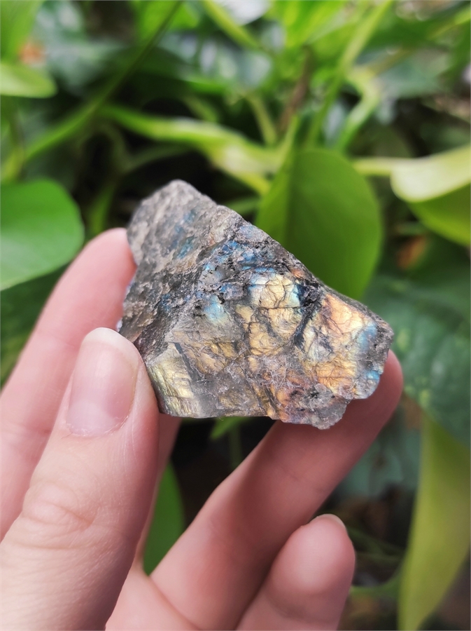 Лабрадор 24899