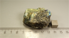 Лабрадор 24882