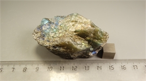 Лабрадор 24884