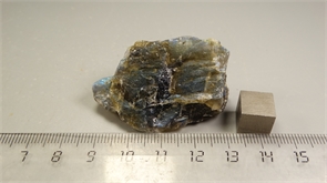 Лабрадор 24893