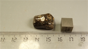 Ракушечник в халцедоне 25215