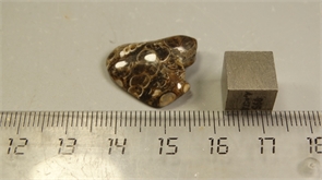 Ракушечник в халцедоне 25217