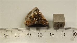 Ракушечник в халцедоне 25218