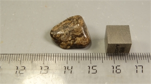 Ракушечник в халцедоне 25219