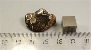 Ракушечник в халцедоне 25224