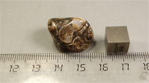 Ракушечник в халцедоне 25225