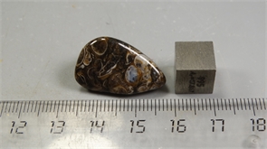 Ракушечник в халцедоне 25229