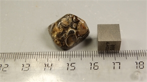 Ракушечник в халцедоне 25230