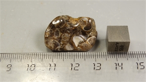 Ракушечник в халцедоне 25231