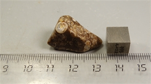 Ракушечник в халцедоне 25232