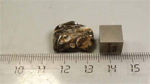 Ракушечник в халцедоне 25233