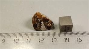 Ракушечник в халцедоне 25234