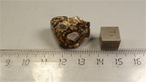 Ракушечник в халцедоне 25236