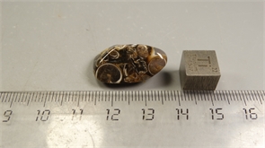 Ракушечник в халцедоне 25237