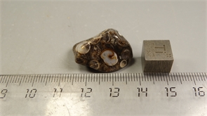 Ракушечник в халцедоне 25238