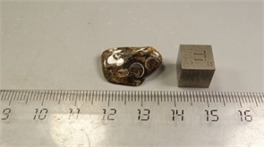 Ракушечник в халцедоне 25239