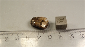 Ракушечник в халцедоне 25240