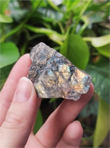 Лабрадор 24899